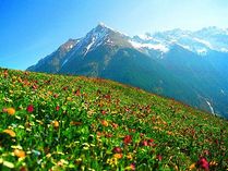 Plants & Animal Adaptations - The Alpine Biome